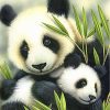 Animal Lovely Pandas And Green Bamboo