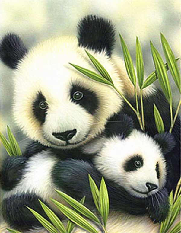 Animal Lovely Pandas And Green Bamboo