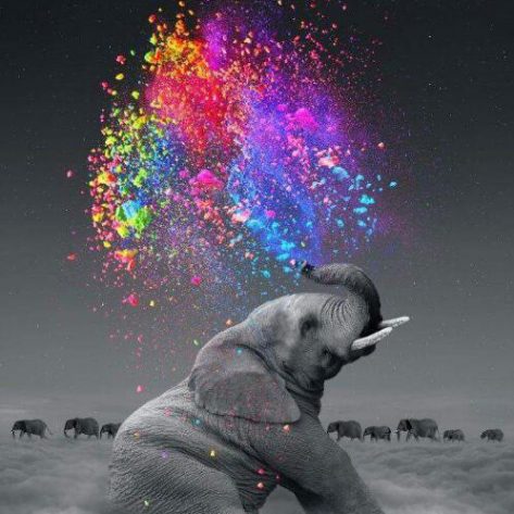 Animal Gray Elephant Artistic Squirting Colorful