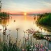 Scene Sunset Calm Lake And Some Flowers