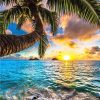 Scene Sunshine Ocean Coconut Tree