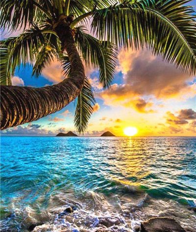 Scene Sunshine Ocean Coconut Tree