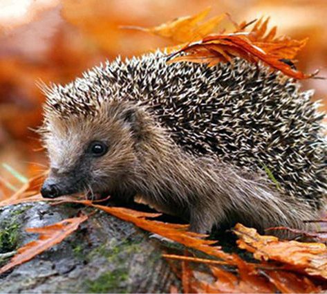 Cute Hedgehog In Autumn