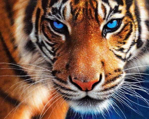 Ferocious Blue-eyed Tiger