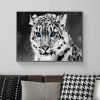 Black And White Leopard With Blue Eyes In Winter