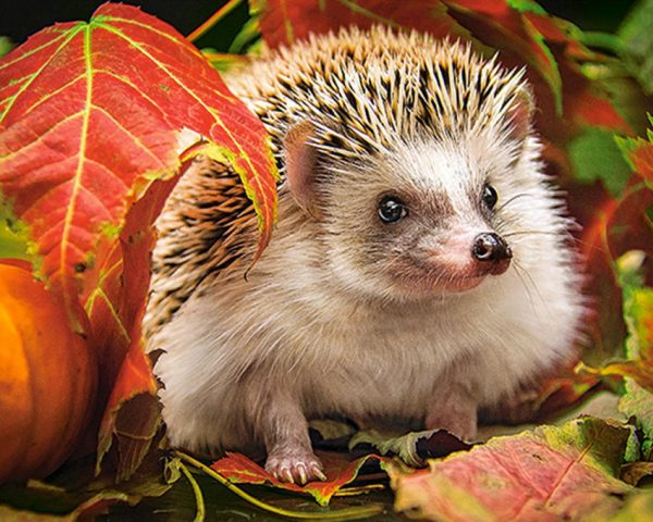 Cute Hedgehog Hiding In The Leaves