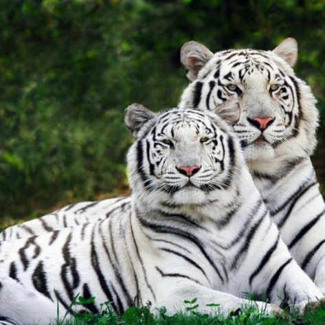 Two Tigers Are Sitting On The Lawn