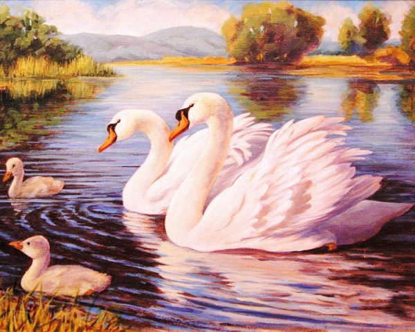 Happy Swan Family Swimming On The Water