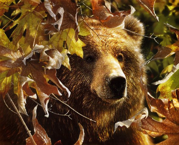 Bear Behind Autumn Leaves