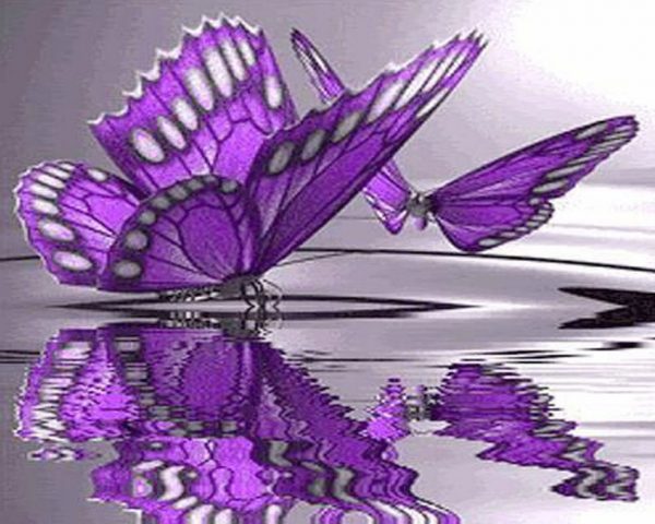 Two Purple Flower Butterflies Playing On The Water