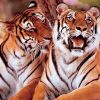 Two Tigers In Love