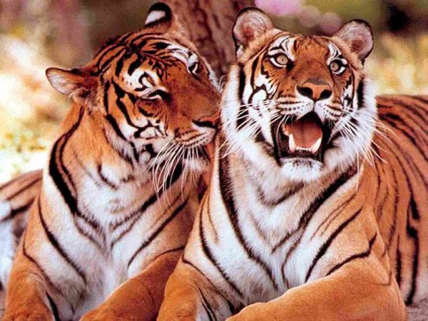 Two Tigers In Love