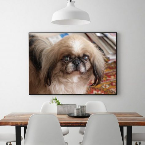 Cute Pet Dog Cute Diamond Painting