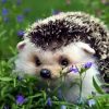 Healing Hedgehog